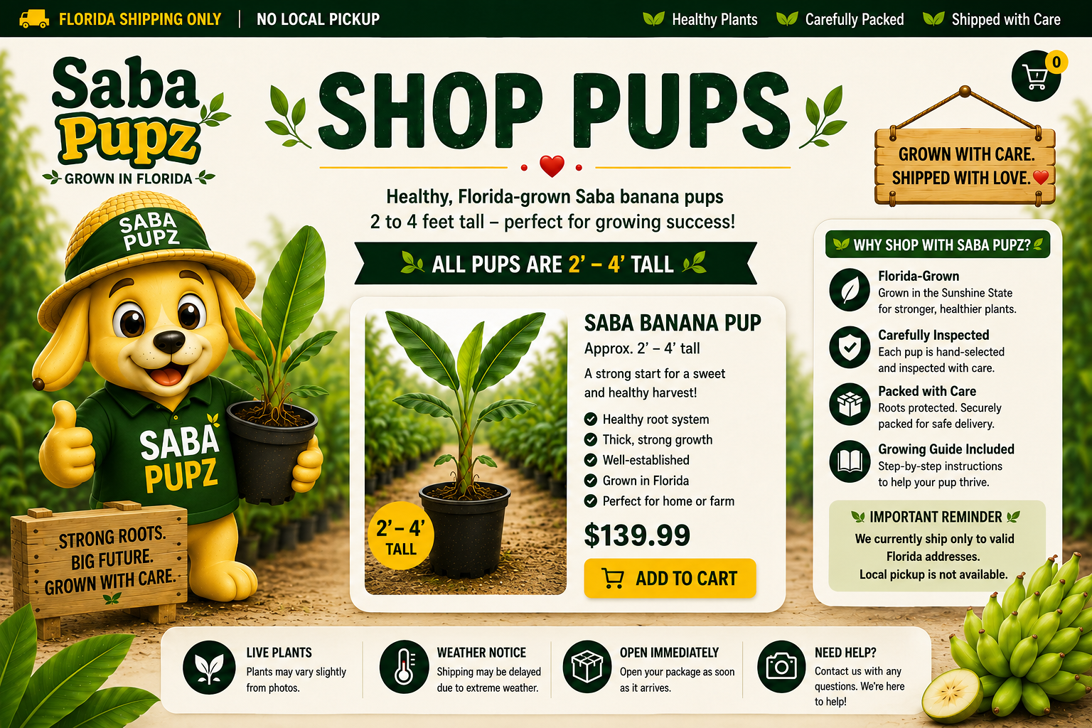 Florida-grown Saba banana pup, approximately 2 to 4 feet tall, priced at $139.99.
